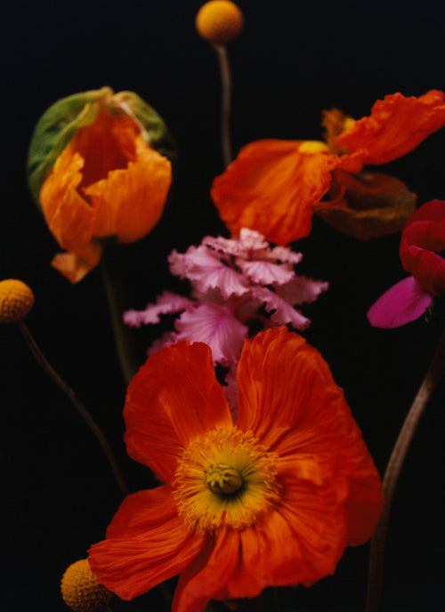 Hands holding white flowers with wooden fence and foliage in background